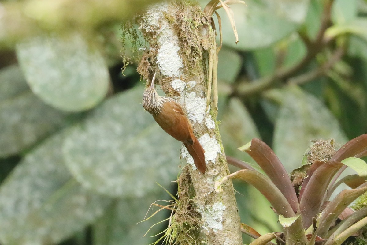 Streak-headed Woodcreeper - ML629331537