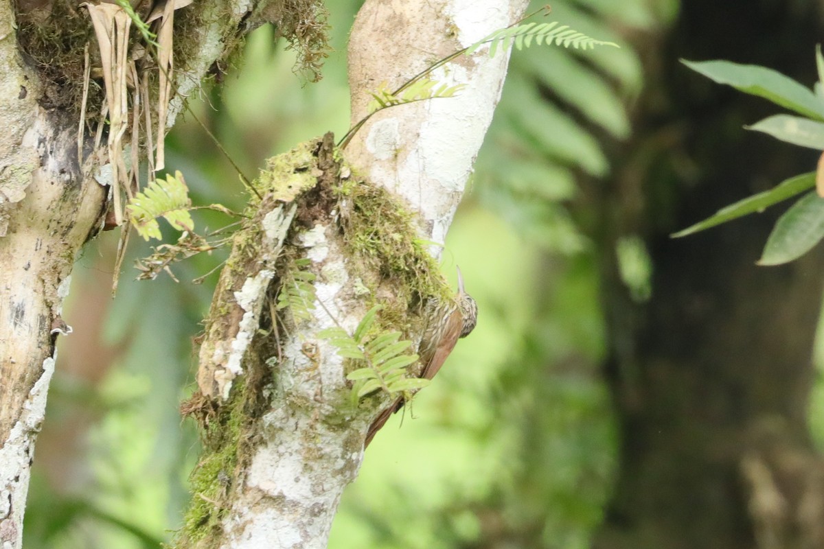 Streak-headed Woodcreeper - ML629331538