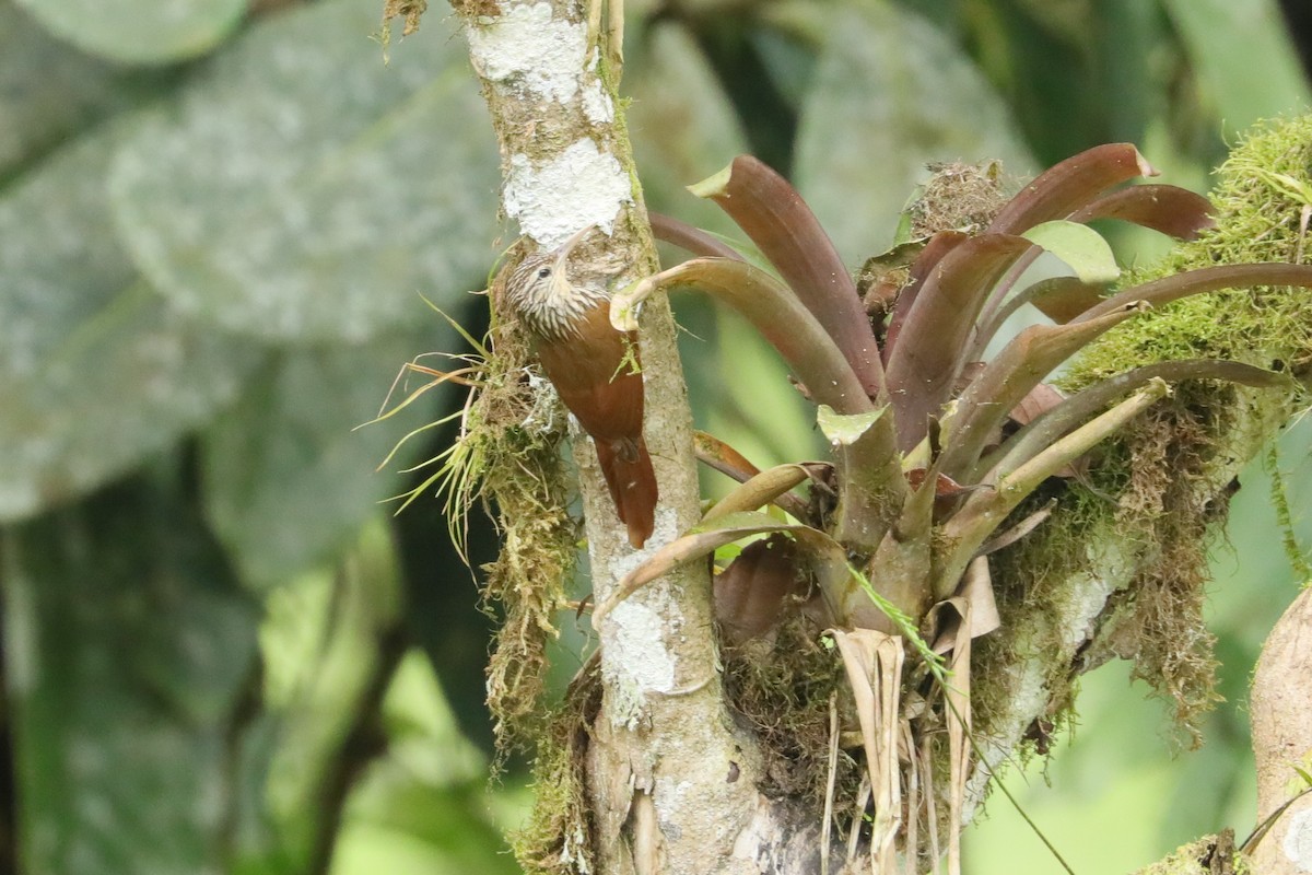 Streak-headed Woodcreeper - ML629331539