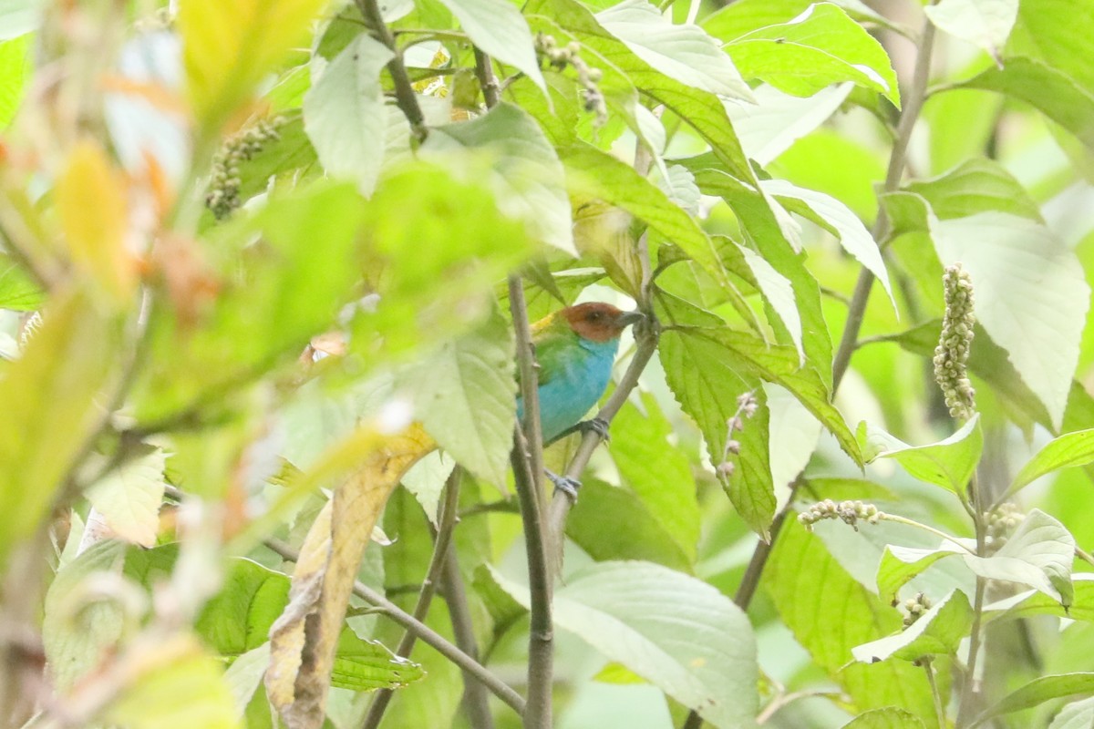Bay-headed Tanager (Bay-and-blue) - ML629331575