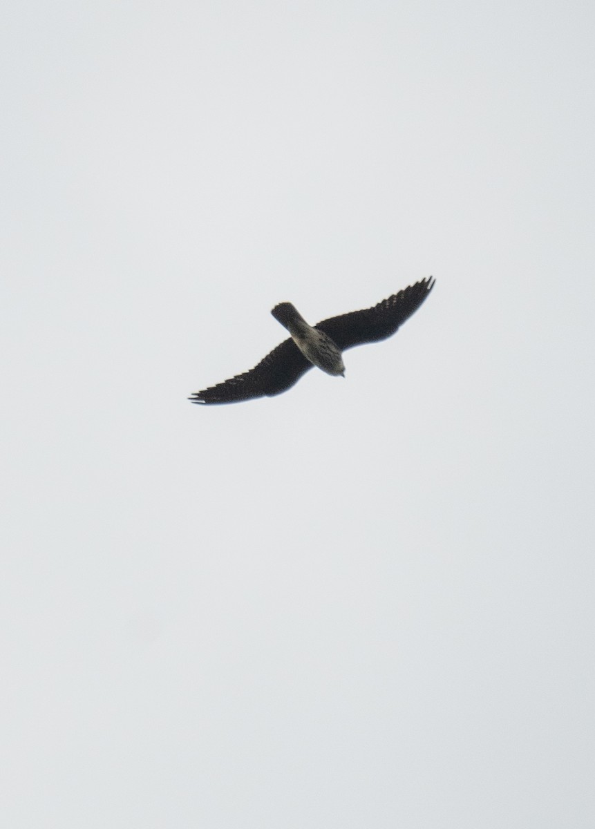 Seychelles Kestrel - ML629331914