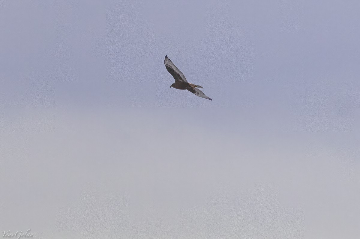 Ferruginous Hawk - ML629331920