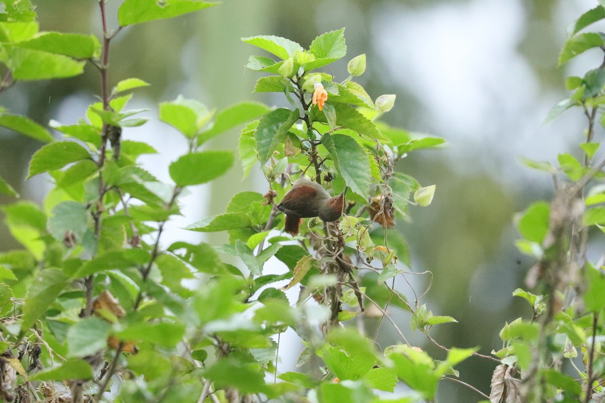 Red-faced Spinetail - ML629331984