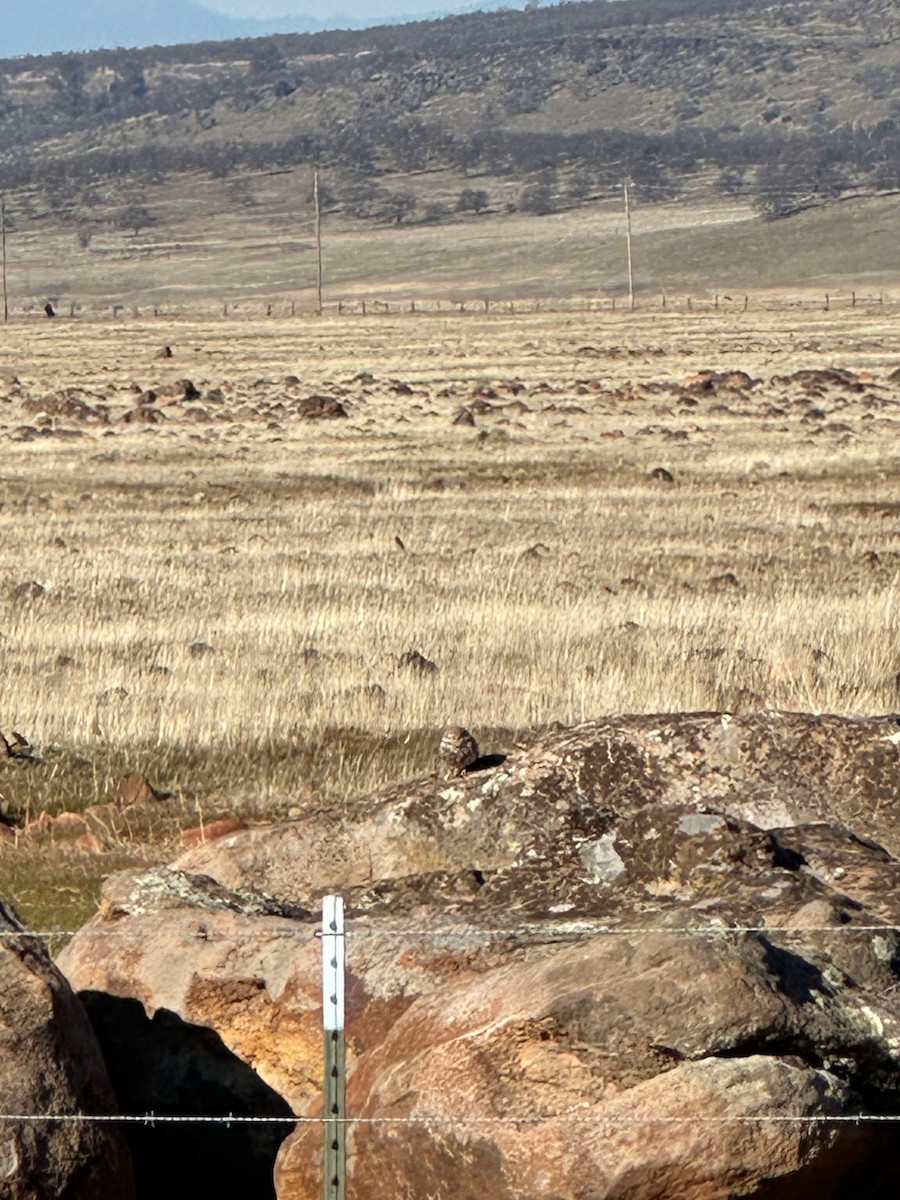 Burrowing Owl - ML629332028