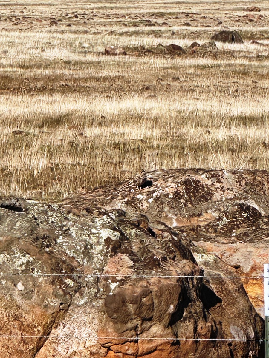 Burrowing Owl - ML629332063