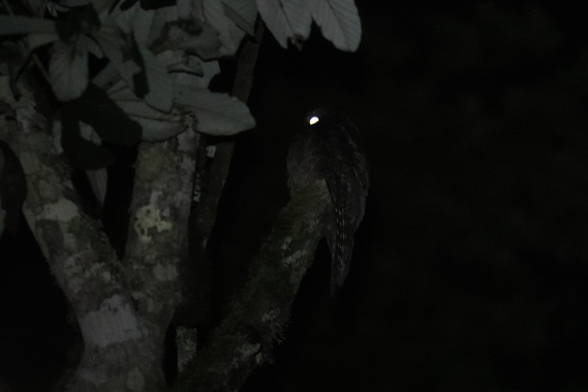 Common Potoo - ML629332149