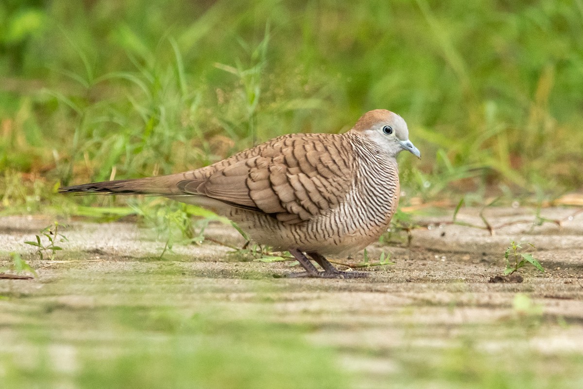 Zebra Dove - ML629332150