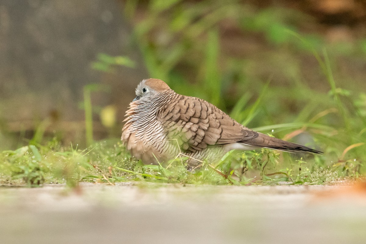 Zebra Dove - ML629332151