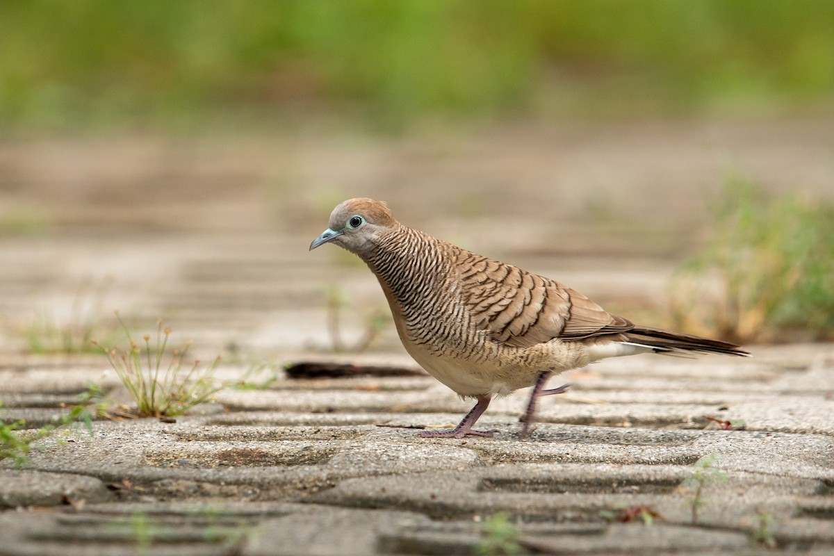 Zebra Dove - ML629332152