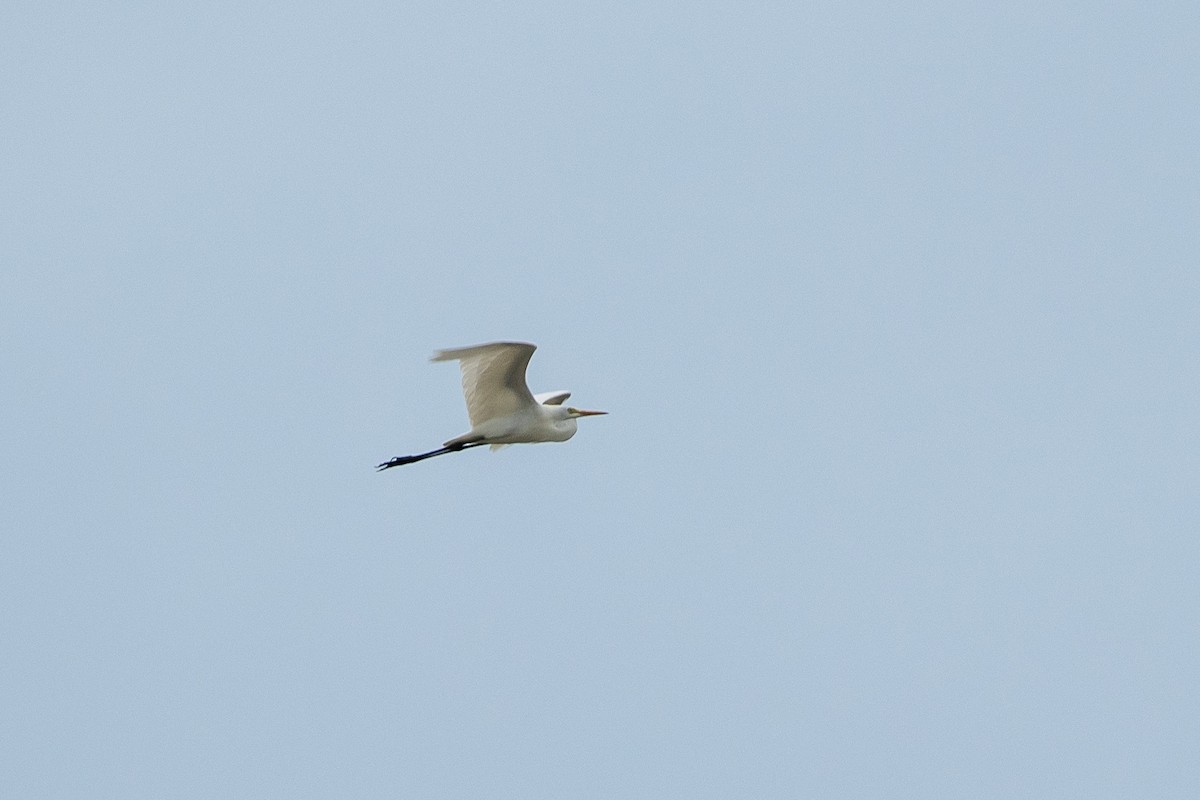 white egret sp. - ML629332161
