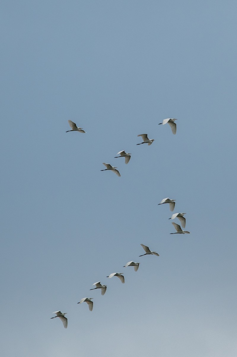white egret sp. - ML629332162