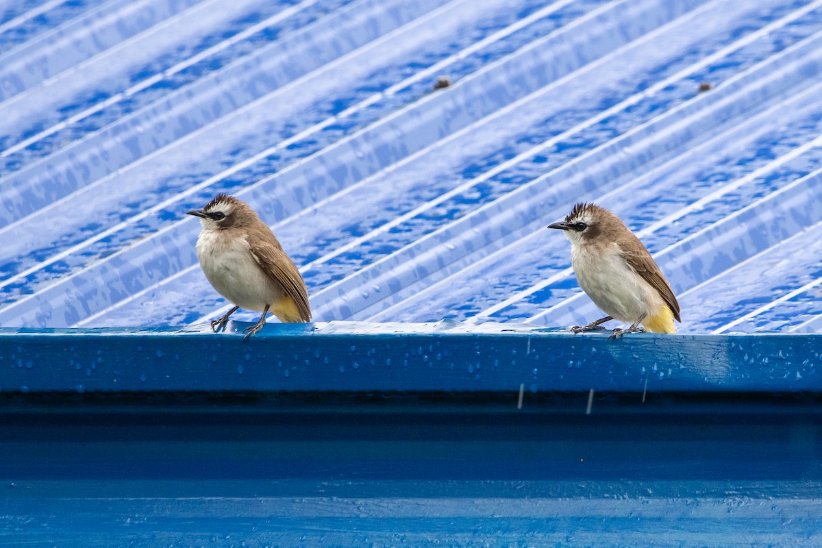Yellow-vented Bulbul - ML629332213