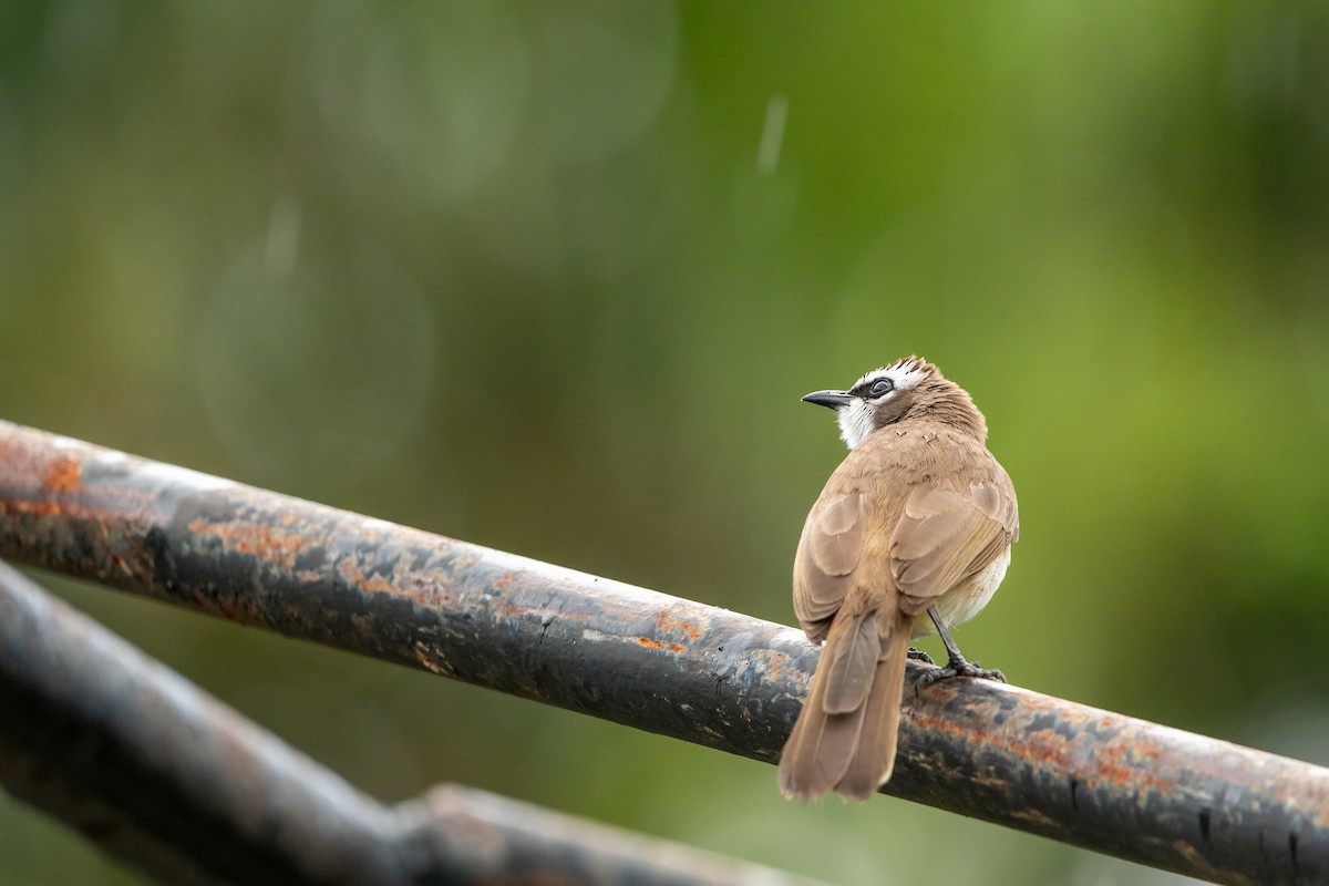 Yellow-vented Bulbul - ML629332217