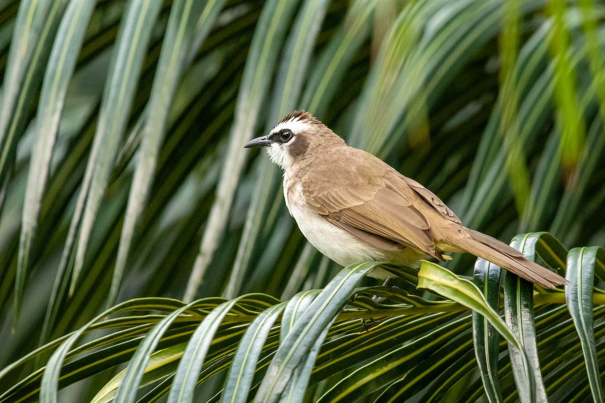 Yellow-vented Bulbul - ML629332218