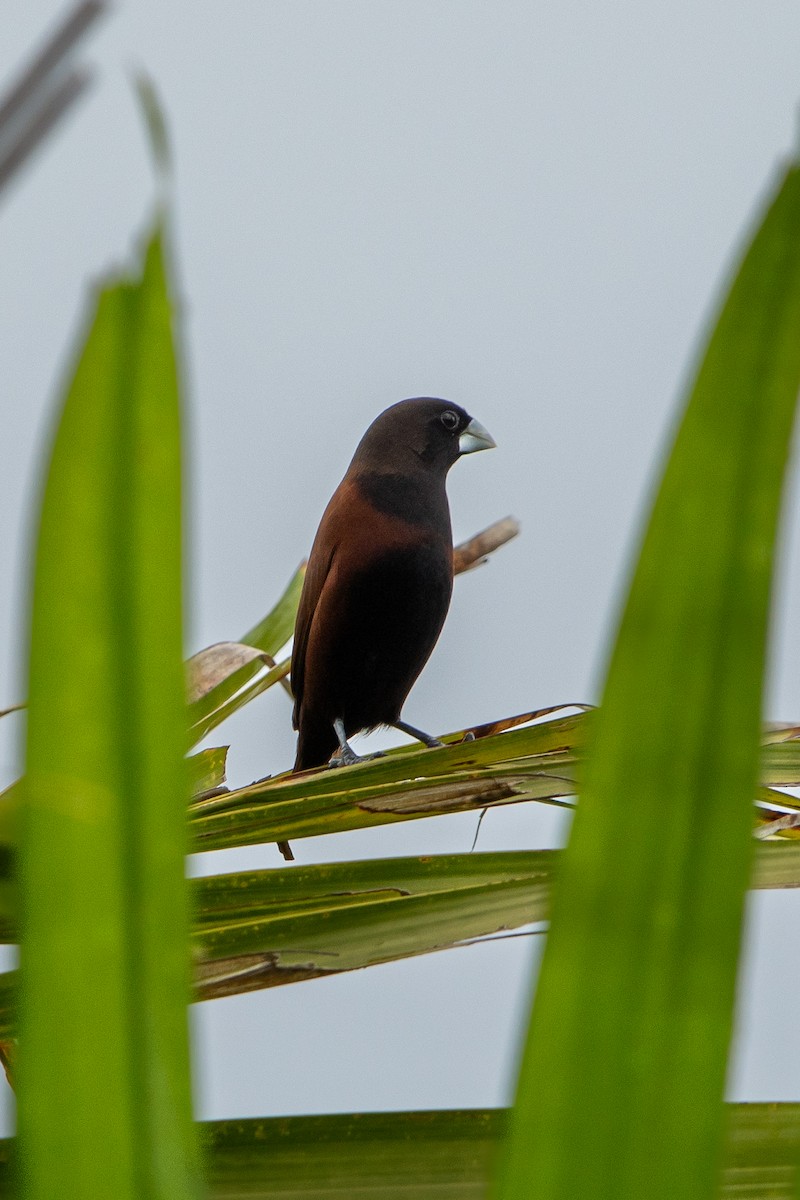 Chestnut Munia - ML629332253