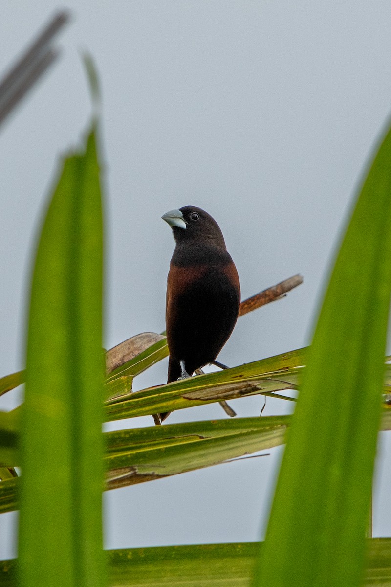 Chestnut Munia - ML629332254