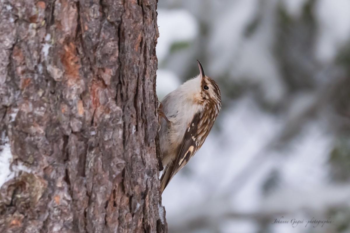 Brown Creeper - ML629332397