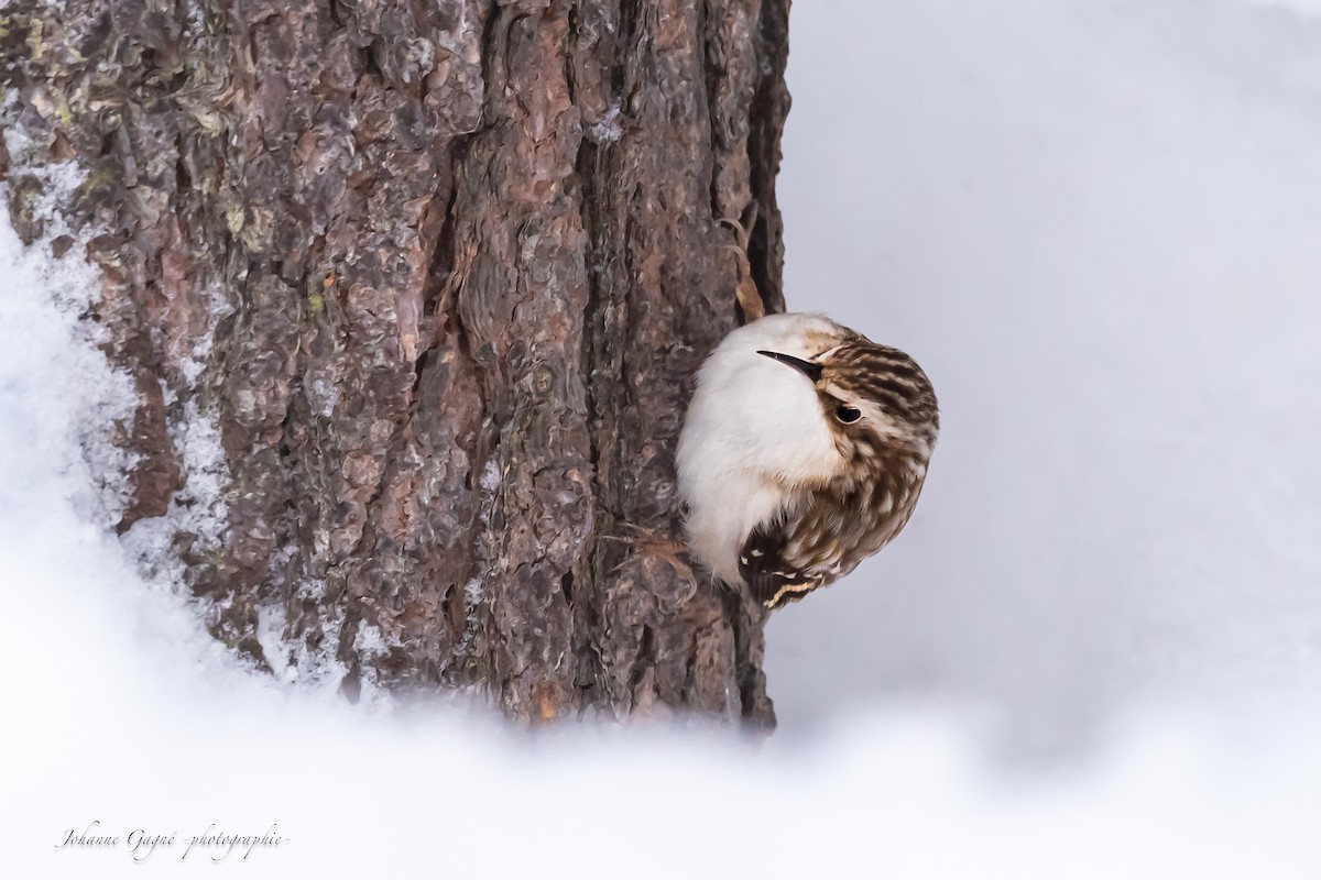 Brown Creeper - ML629332398