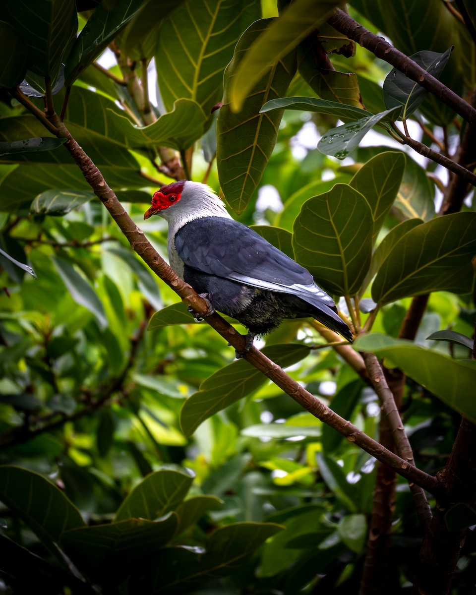 Seychelles Blue-Pigeon - ML629332417