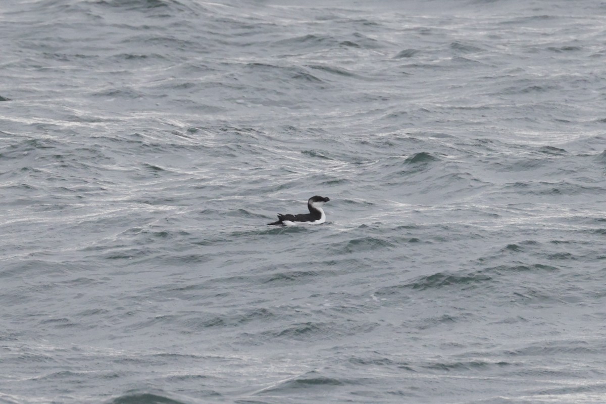 Petit Pingouin - ML629332444