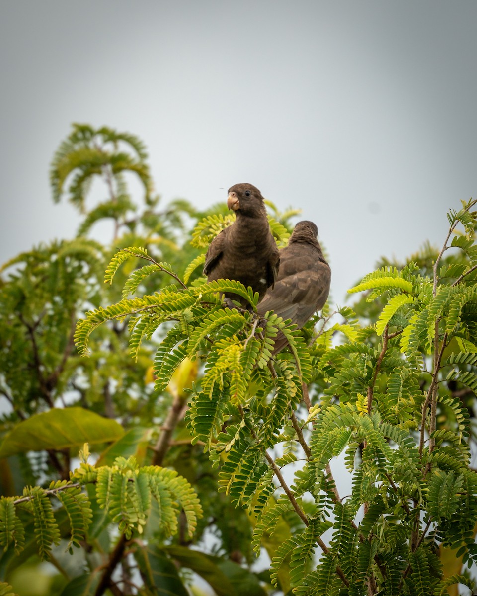 Seychelles Parrot - ML629332581