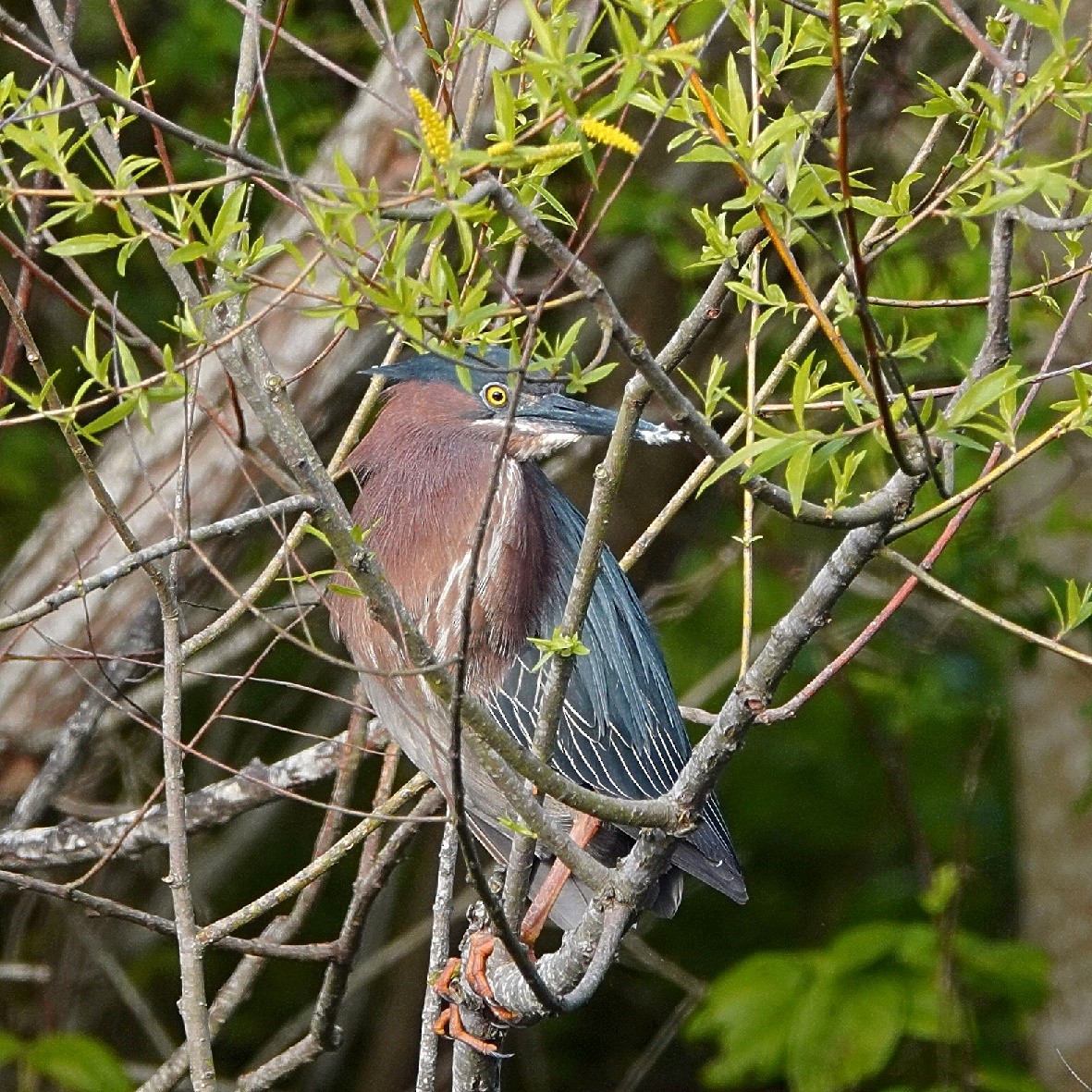 Grünreiher - ML629332695