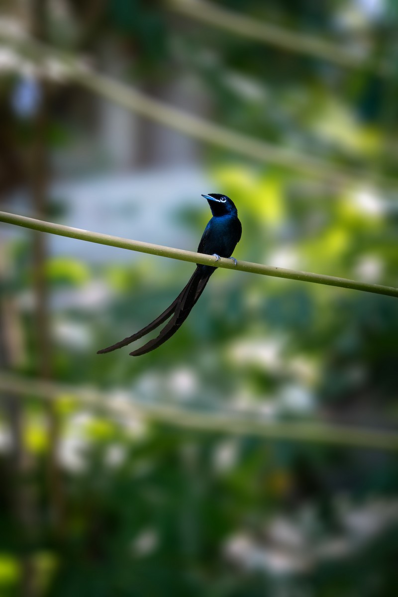 Seychelles Paradise-Flycatcher - ML629332732