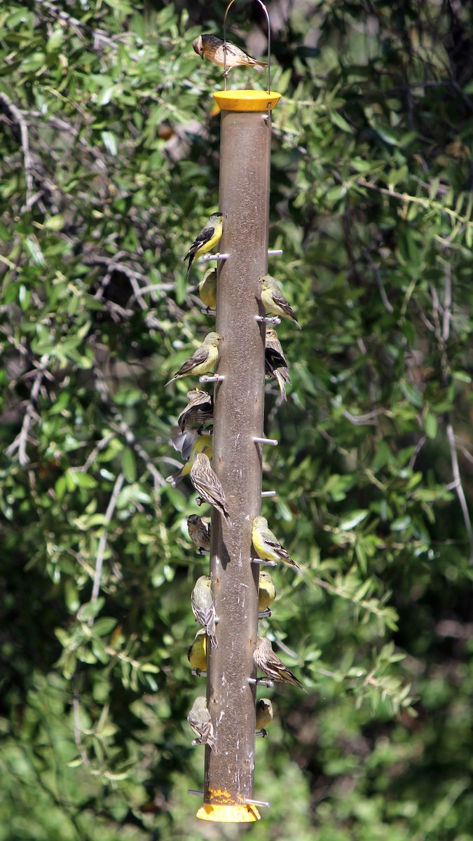 Mexikozeisig - ML629332962