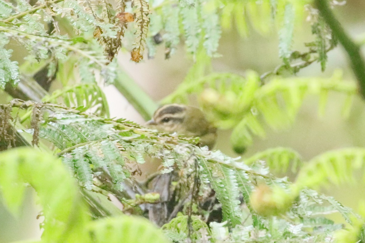 Three-striped Warbler (daedalus) - ML629333401