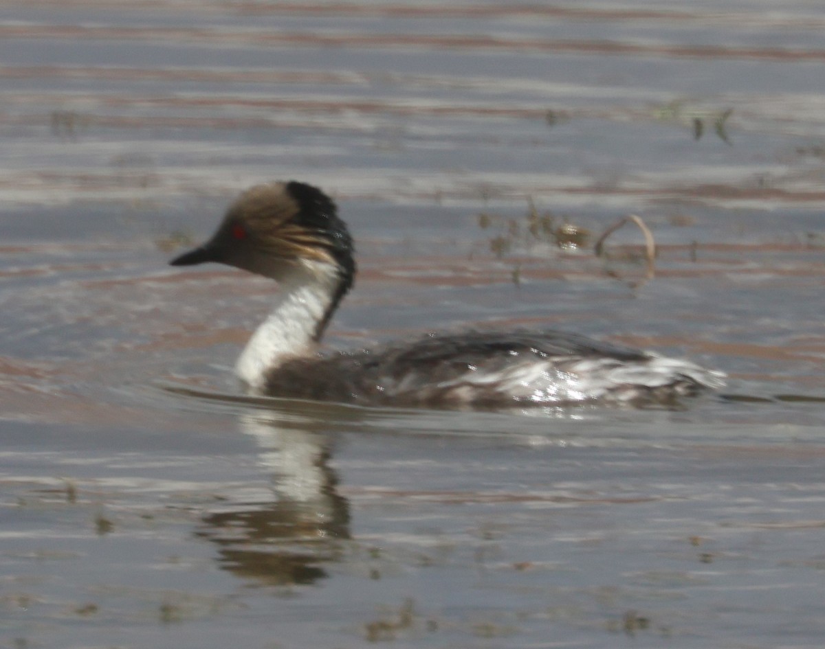 White-tufted Grebe - ML629333528