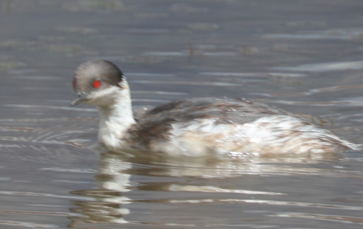 White-tufted Grebe - ML629333529