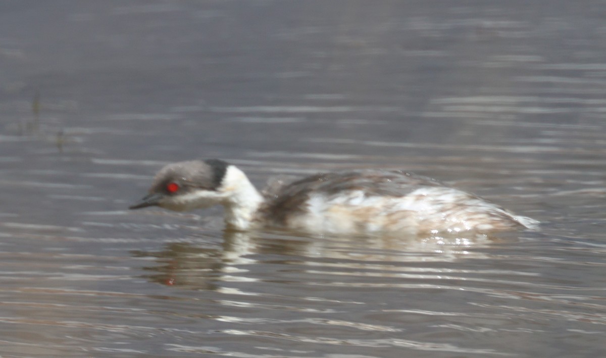 White-tufted Grebe - ML629333530