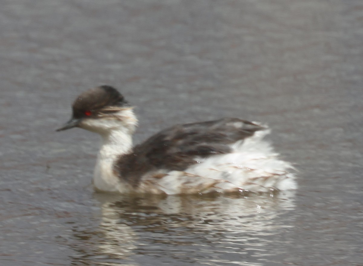 White-tufted Grebe - ML629333531