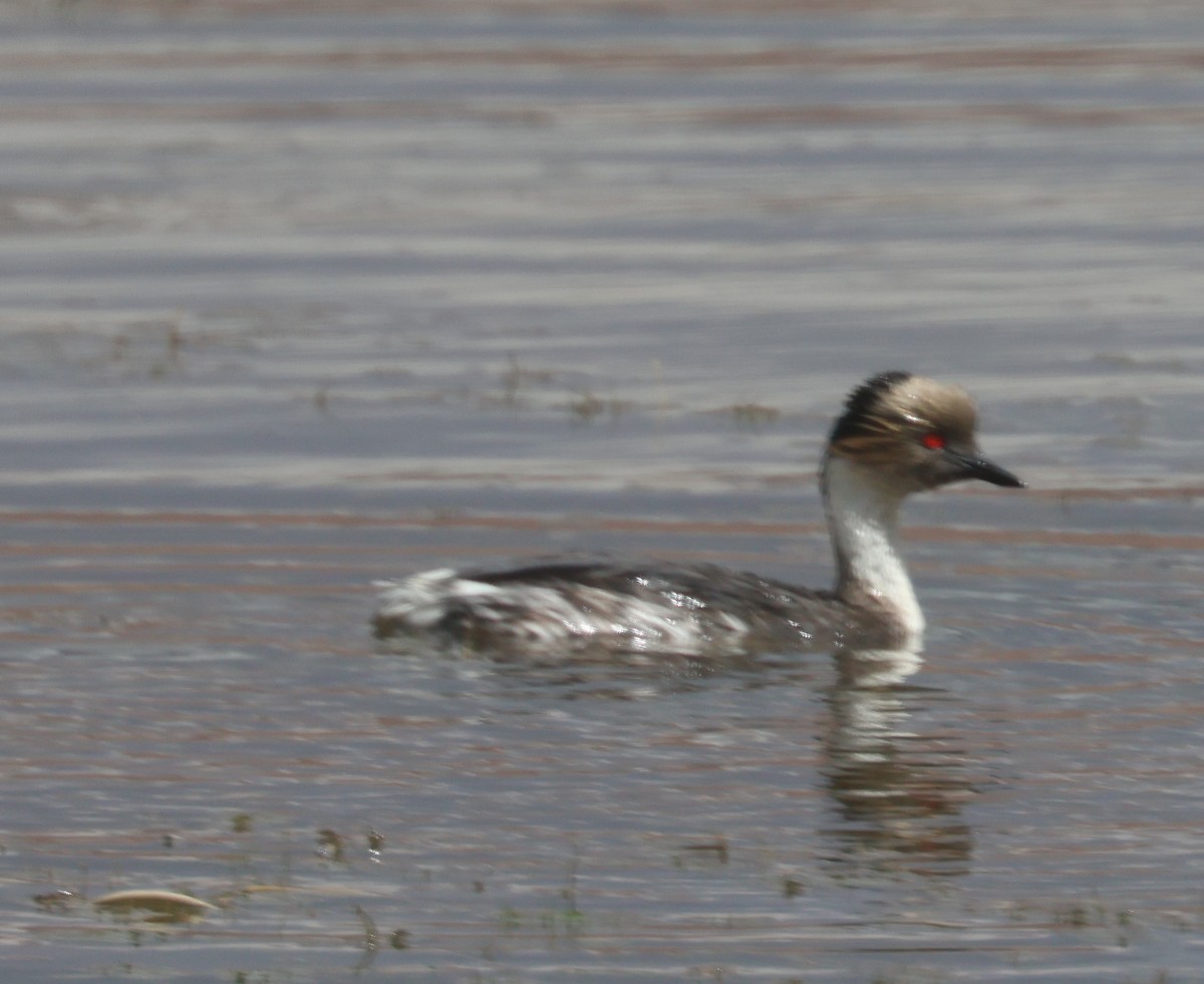White-tufted Grebe - ML629333532