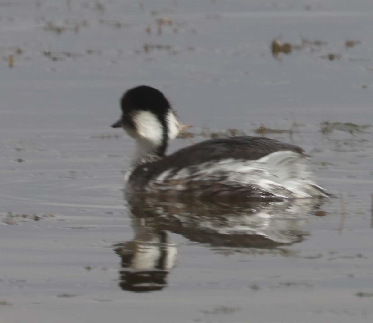 White-tufted Grebe - ML629333533