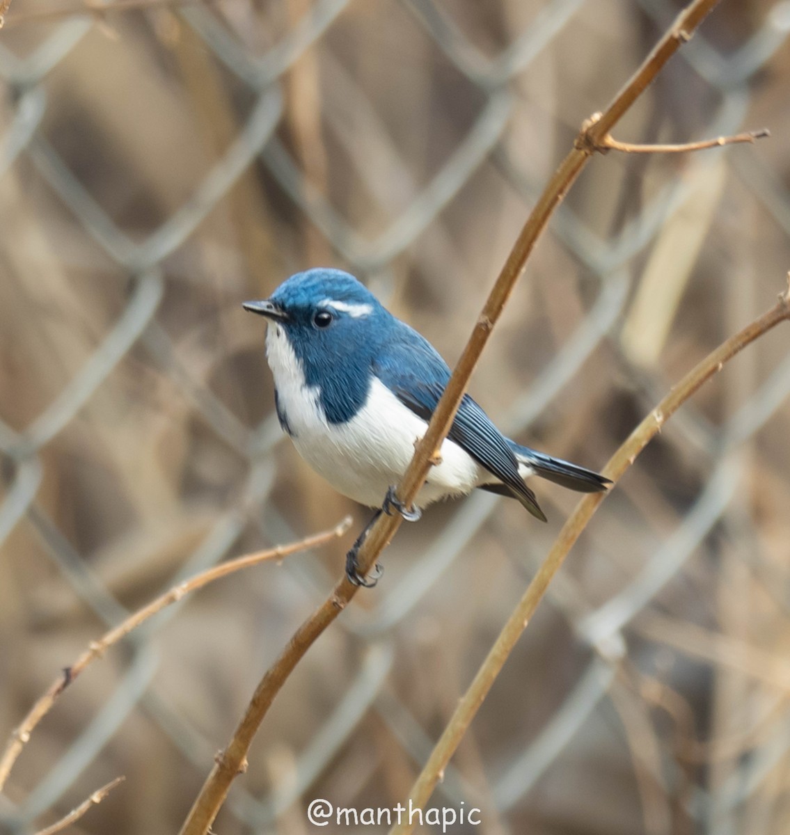 Ultramarine Flycatcher - ML629333710