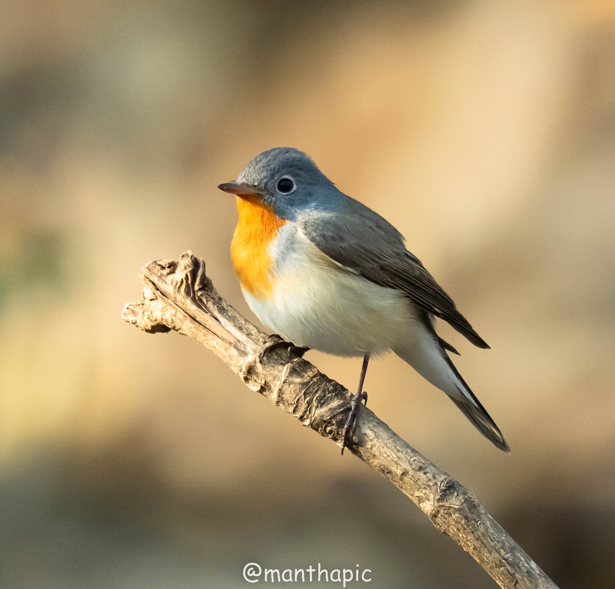 חטפית גמדית - ML629333747