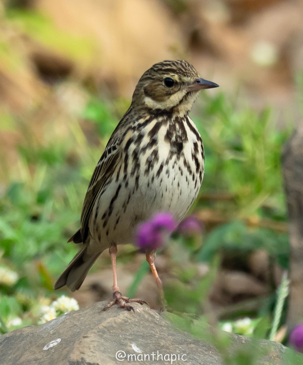 פפיון עצים - ML629333763