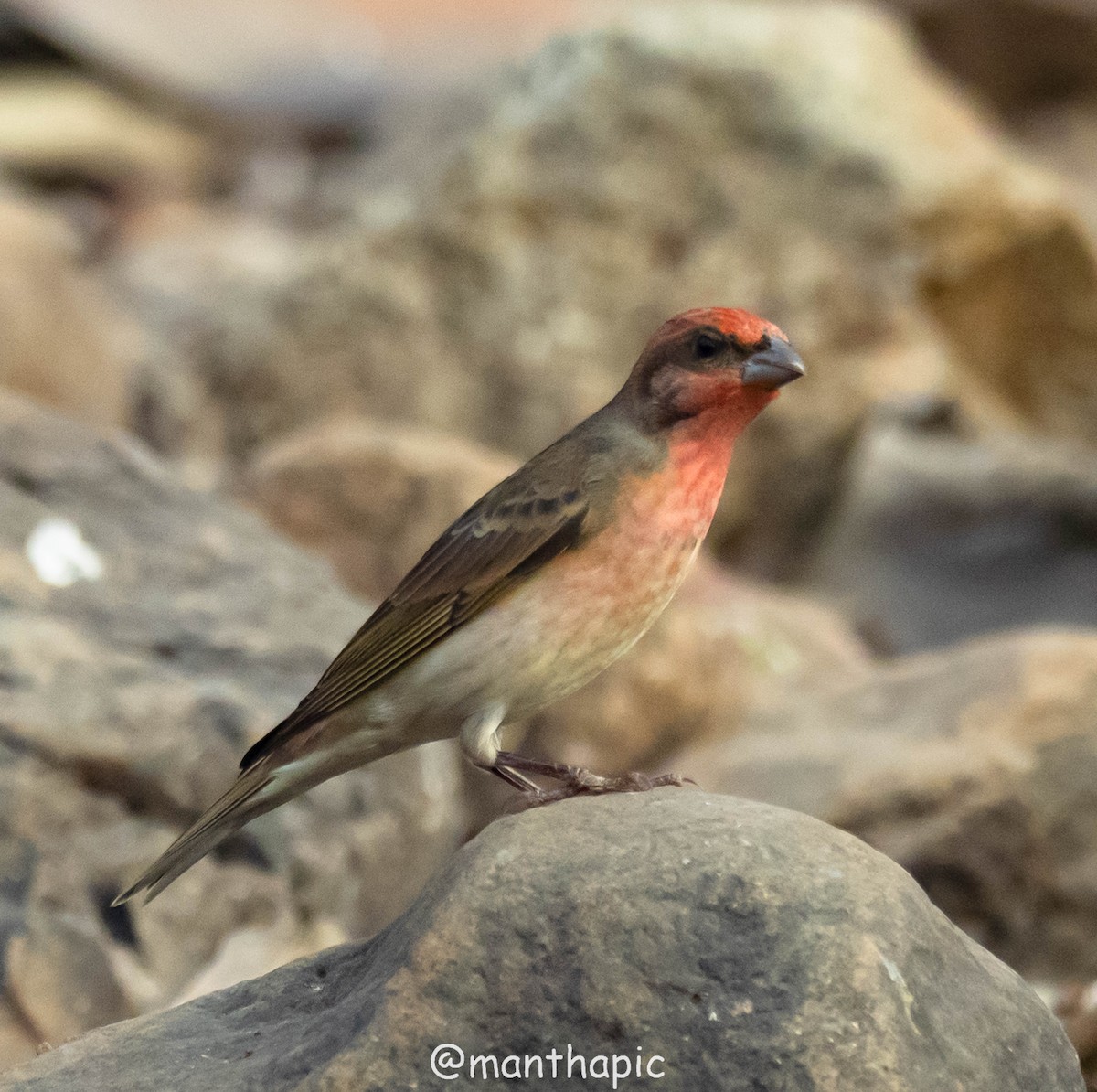ורדית אירופית - ML629333778