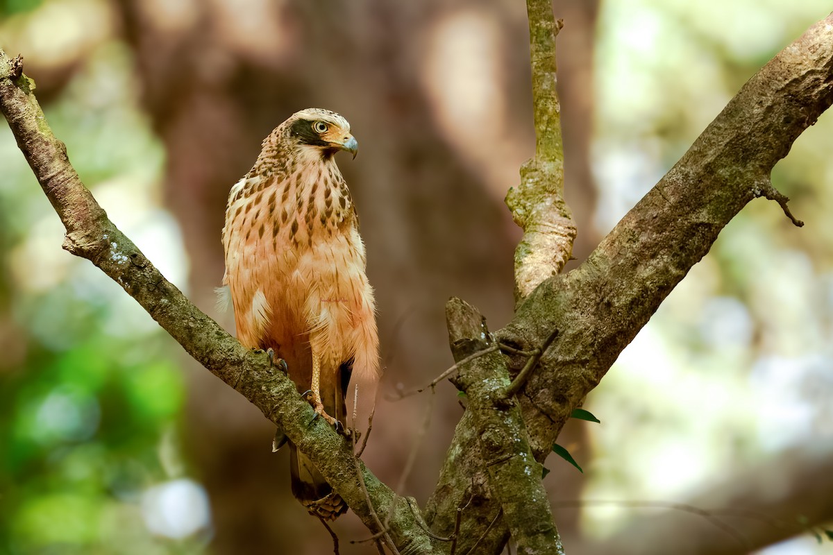 Changeable Hawk-Eagle - ML629333865