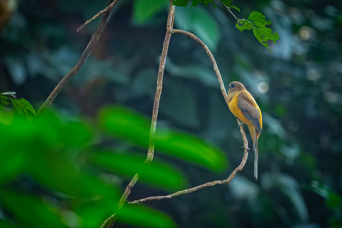 Malabar Trogon - ML629333948