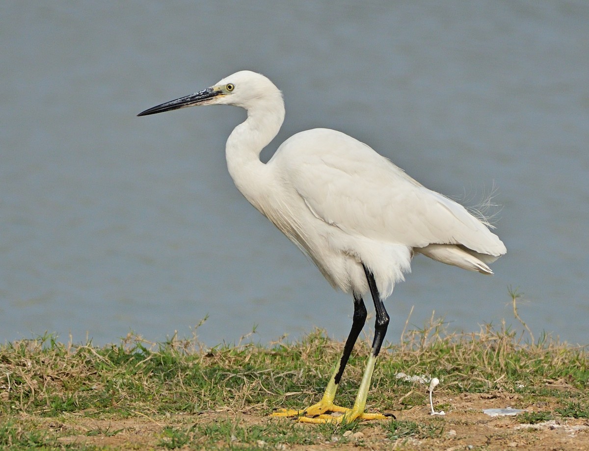 Little Egret - ML629334033