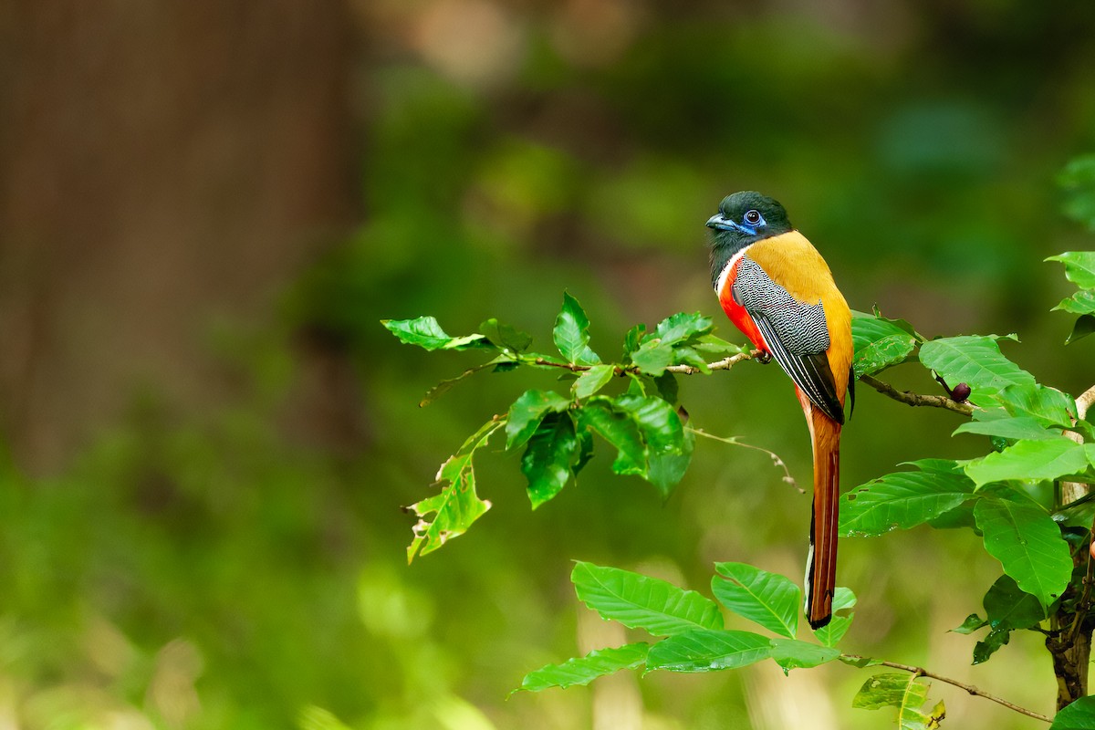 Malabar Trogon - ML629334084