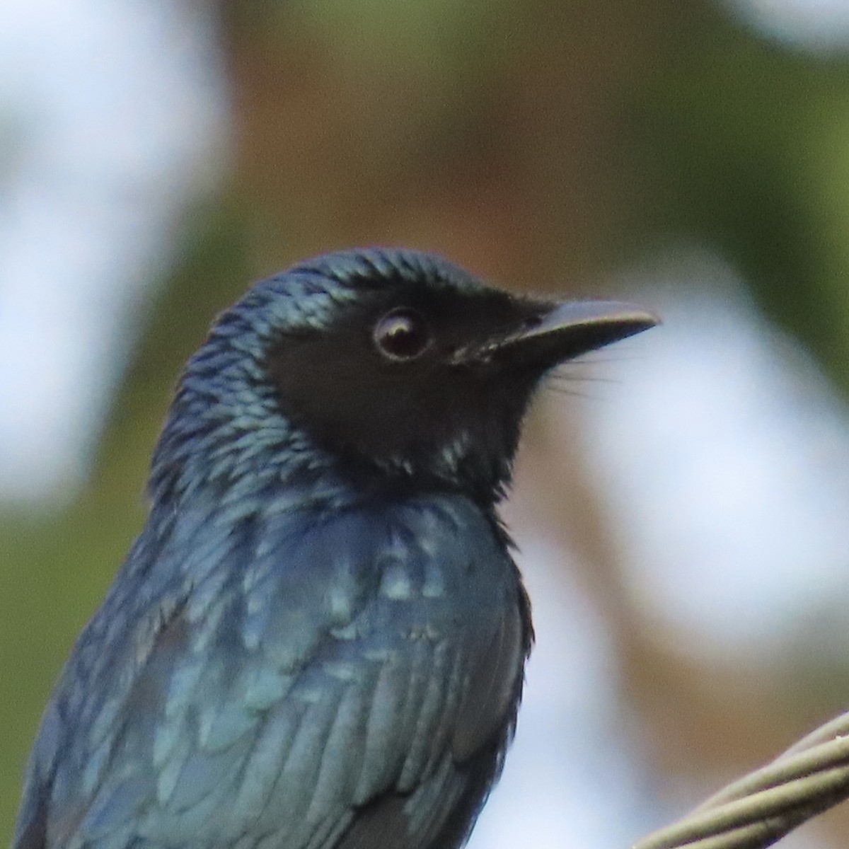 Bronzed Drongo - ML629334344
