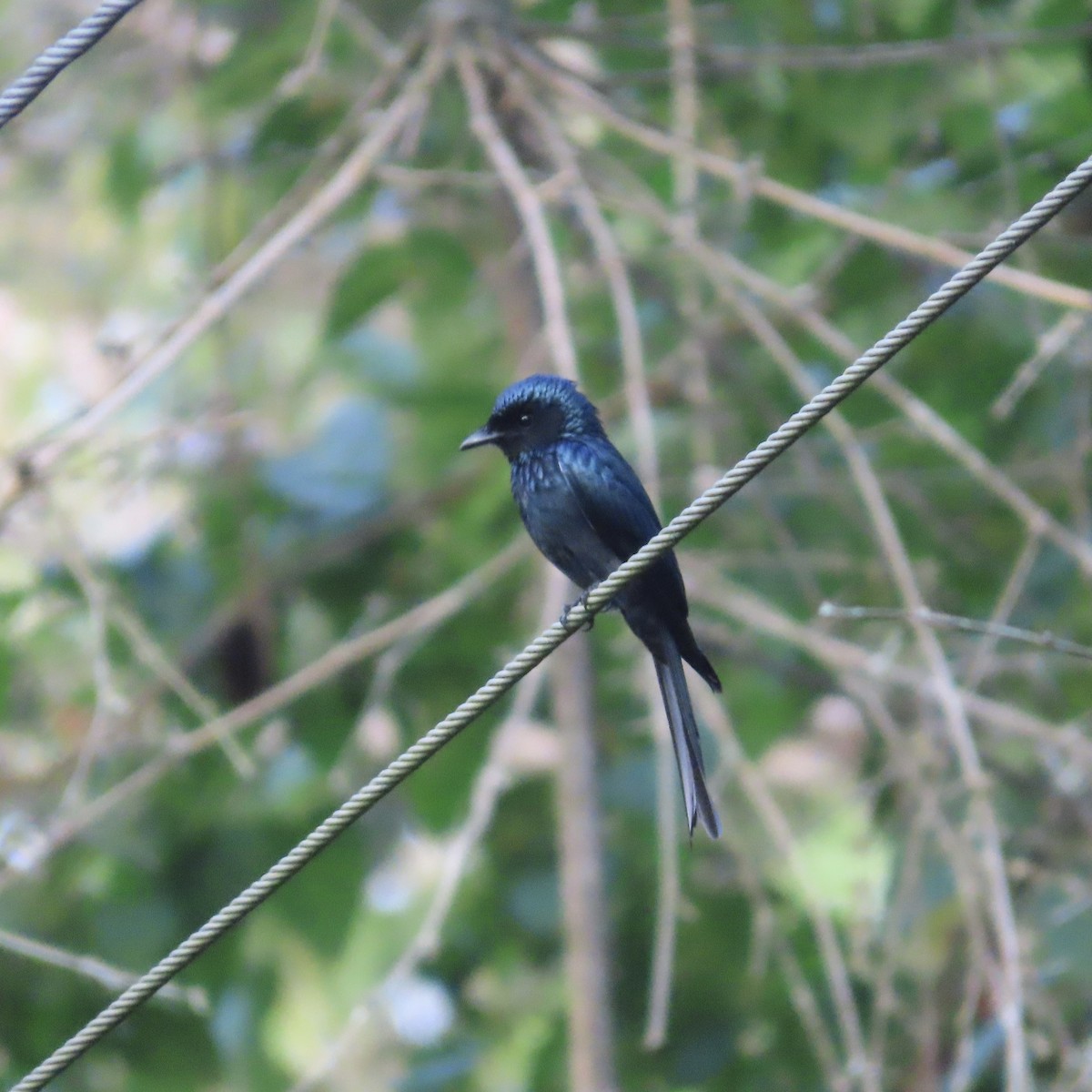 Bronzed Drongo - ML629334345