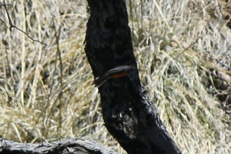 Slate-throated Redstart - ML629334835