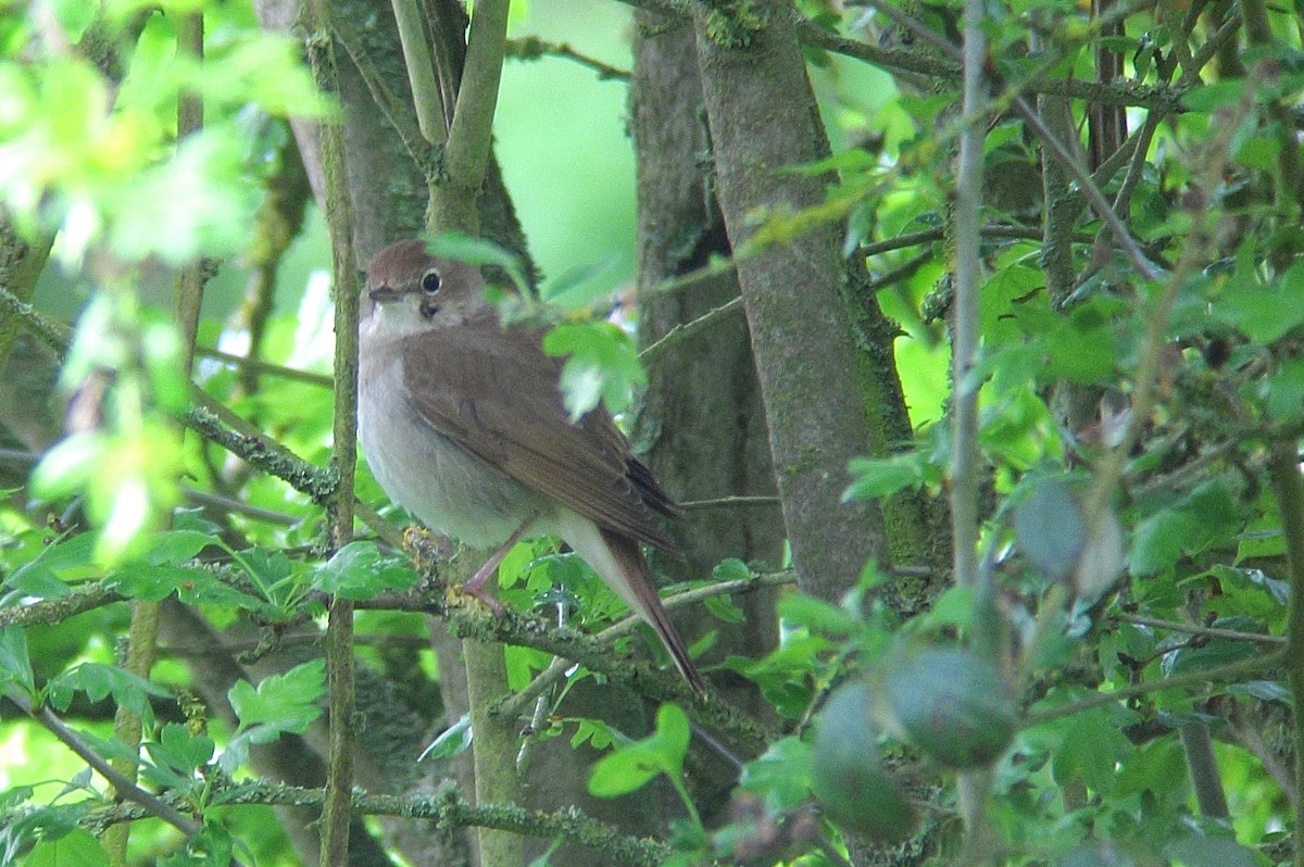 Зулбаран гургалдай - ML629335600