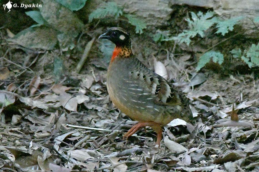 Hainan Partridge - ML629335695