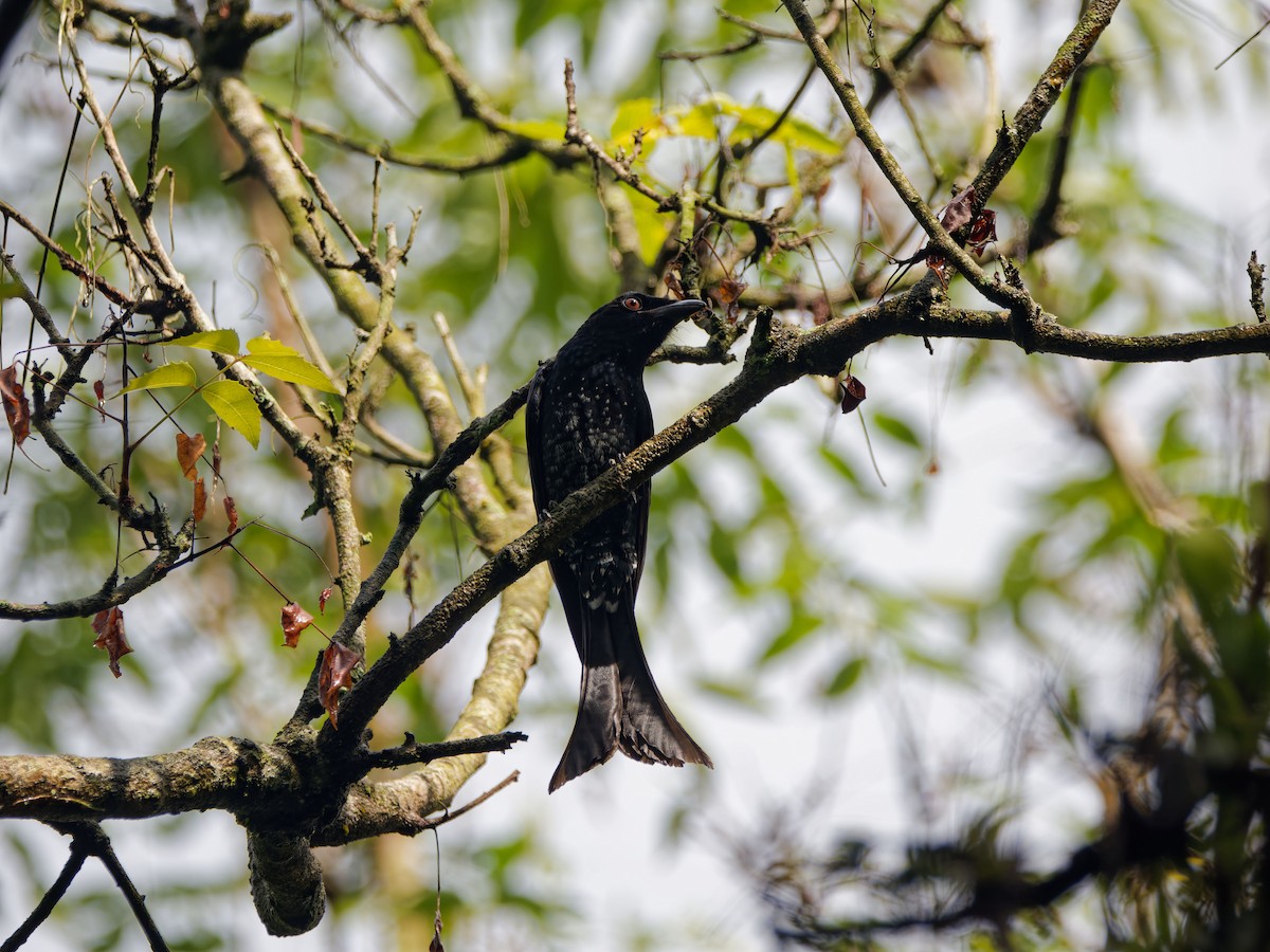 Crow-billed Drongo - ML629335723