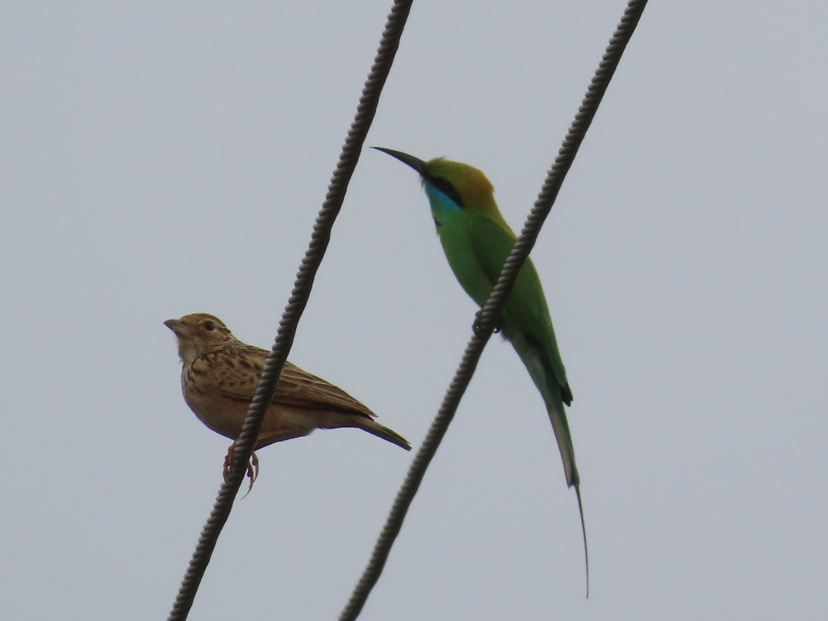 Jerdon's Bushlark - ML629335797
